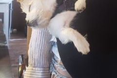 FrankieSack5-21-2020