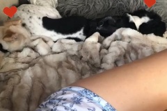 QuarantineLifeChanceFrankie4-1-2020