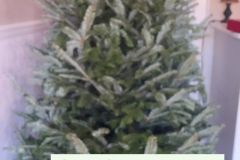 TreeTrimming12-19-2020