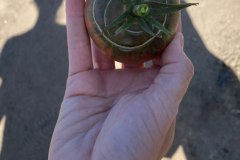 VegetablePicking9-20-2020